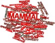 Word cloud for Mammal