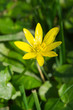 Lesser Celandine
