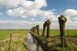 Spring in Holland