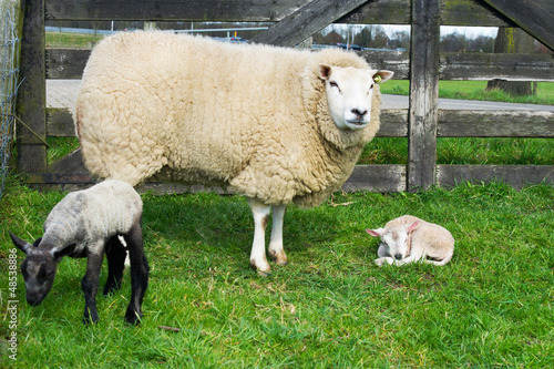 Photo: Sheep with just born lamb in spring Sheep with just born lamb in spring
