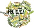 Word cloud for Protozoa