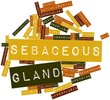 Word cloud for Sebaceous gland