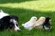 Australian Shepherd Watching Baby Chicks