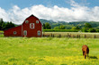 Grazing Horse