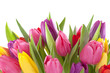 Tulip flowers