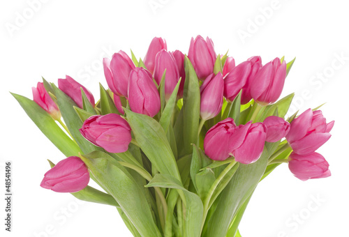 Photo: Tulip flowers Tulip flowers