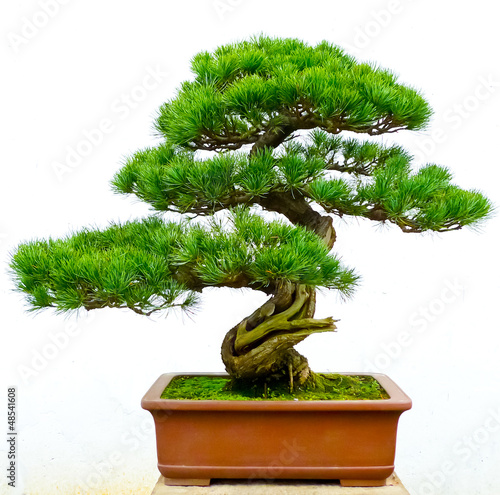 Photo: Bonsai pine tree Bonsai pine tree