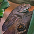 Brown Frog sitting on a log