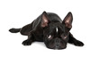 Photo: Tired Froston Puppy (Frenchie x Boston Terrier) Tired Froston Puppy (Frenchie x Boston Terrier)