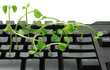 Computer Keyboard with Pea Sprouts