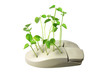 Computer Mouse with Pea Sprouts