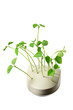 Computer Mouse with Pea Sprouts