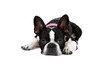 Photo: Tired Froston Puppy (Frenchie x Boston Terrier) Tired Froston Puppy (Frenchie x Boston Terrier)