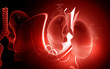human lungs