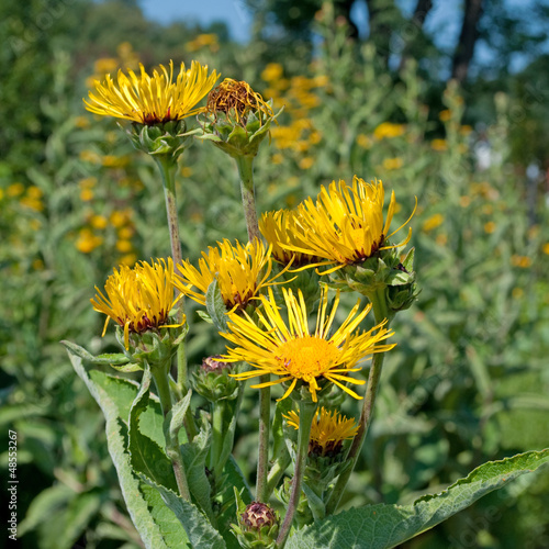 Photo: Echter Alant - Inula helenium Echter Alant - Inula helenium