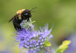 Bee on Flower