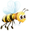 A bee