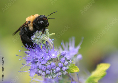 Photo: Bee on Flower Bee on Flower