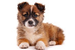 Puppy isolated on white background