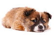 Puppy isolated on white background