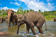 Elephants in the river