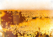 glass of beer
