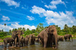 Elephants in the river