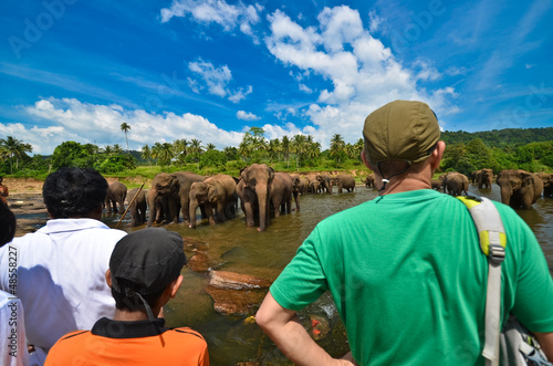 Photo: Elephants in the river Elephants in the river