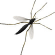 Moustique (détouré)