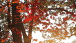 Autumn, mountain river