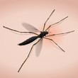 Piqûre de moustique