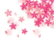 桜ちら横