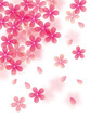 桜ちら縦