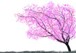 Tree with pink blosssom  and Grass silhouette