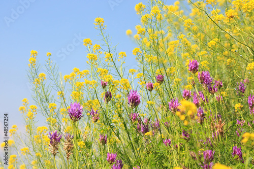 Photo: Wild flowers Wild flowers