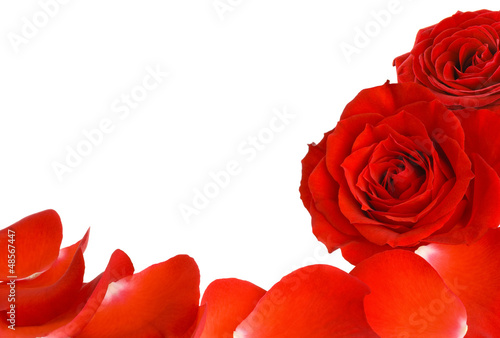 Photo: Rahmen aus zwei Rosen und Blütenblättern Rahmen aus zwei Rosen und Blütenblättern