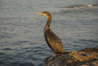 Photo: By the sea By the sea