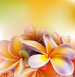 Frangipani flowers
