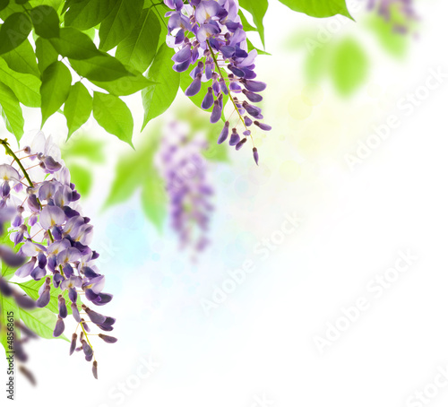 Illustration: spring season, wisteria flowers green leaves background spring season, wisteria flowers green leaves background