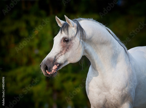 Photo: Arabian horse portrait on a green background Arabian horse portrait on a green background
