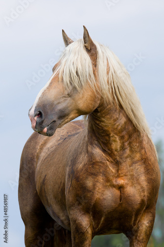Photo: Yellow horse portrait on a blue sky in summer time. Yellow horse portrait on a blue sky in summer time.
