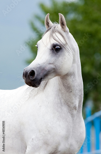 Photo: White Arabian horse portrait White Arabian horse portrait