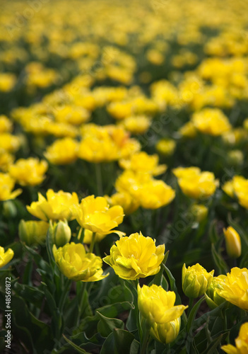 Photo: Yellow tulips in springtime Yellow tulips in springtime