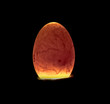 Incubated fertile egg