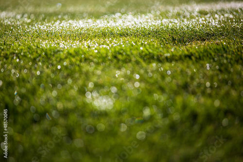 Photo: lovely morning dew lovely morning dew