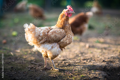 Photo: Hen in a farmyard (Gallus gallus domesticus) Hen in a farmyard (Gallus gallus domesticus)