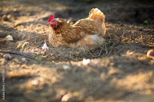 Photo: Hen in a farmyard (Gallus gallus domesticus) Hen in a farmyard (Gallus gallus domesticus)
