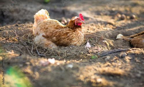Photo: Hen in a farmyard (Gallus gallus domesticus) Hen in a farmyard (Gallus gallus domesticus)