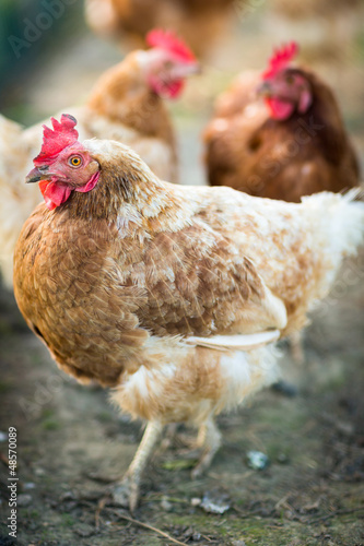Photo: Hen in a farmyard (Gallus gallus domesticus) Hen in a farmyard (Gallus gallus domesticus)