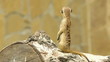 Meerkat standing on the log.